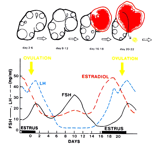 Mare Ovulation Cycle